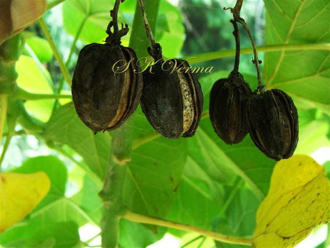  Fruits